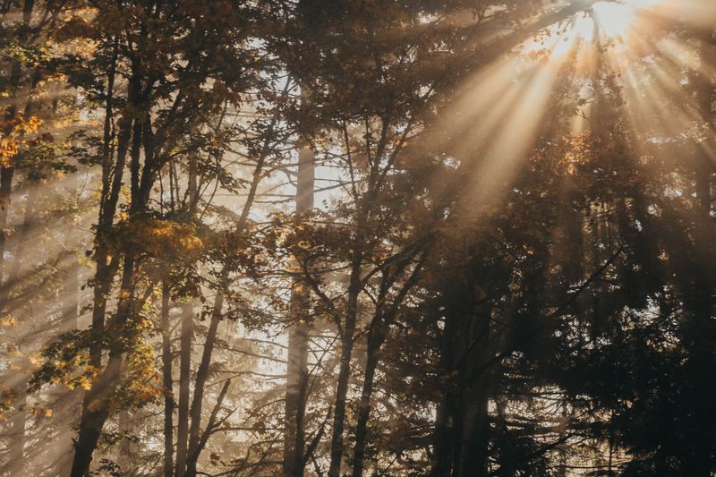 Sunlight Streaming Through Forest Trees · Free Stock Photo