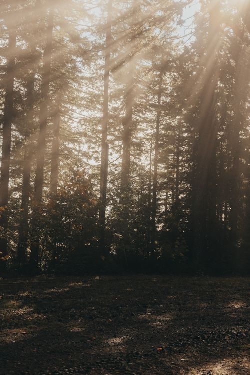 Free Peaceful forest scene with sunlight streaming through tall trees, creating a warm and serene atmosphere. Stock Photo