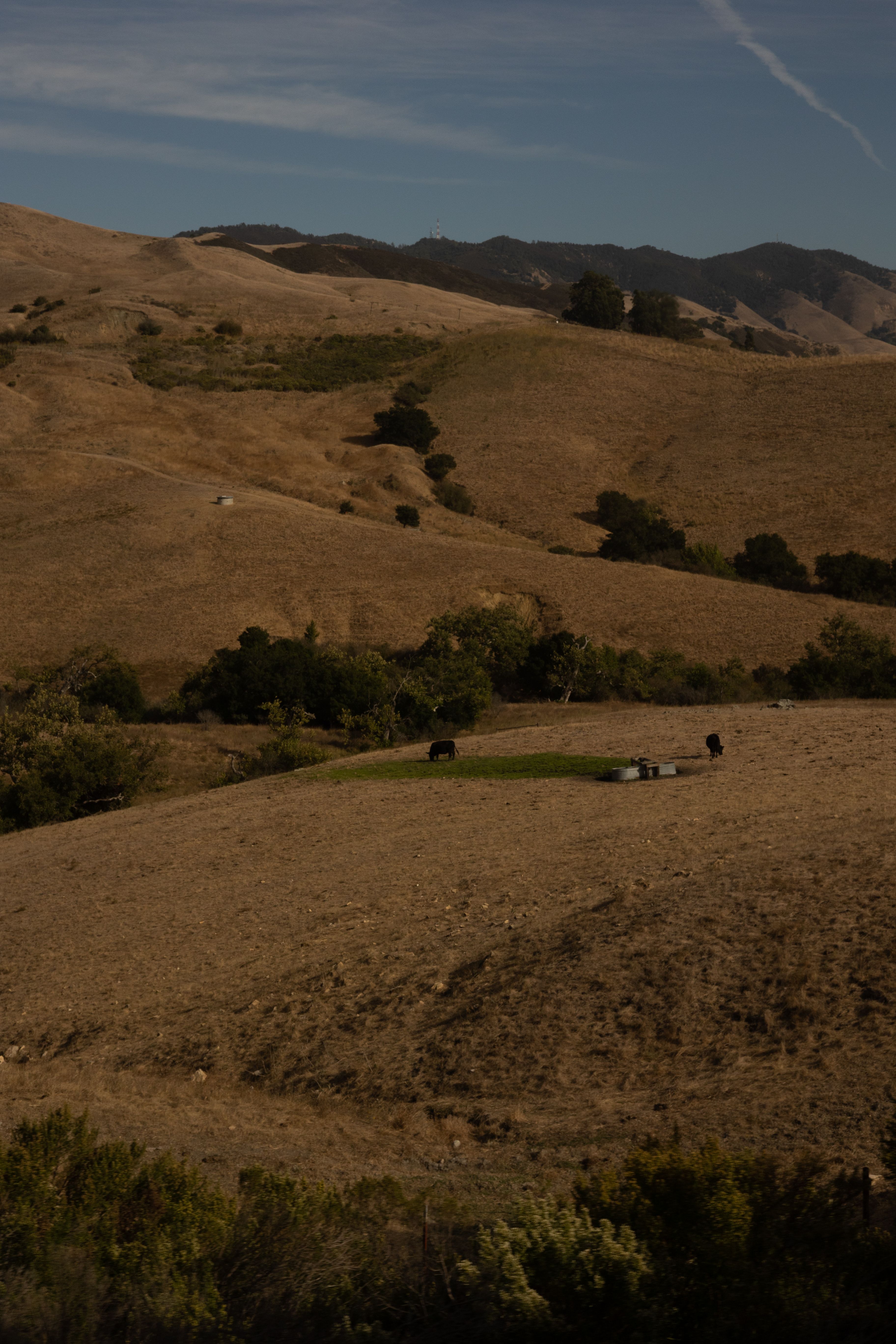 A desiccated hillside in Northern California during dry season, illustrating the soil conditions that kill newly planted seedlings before they establish roots.