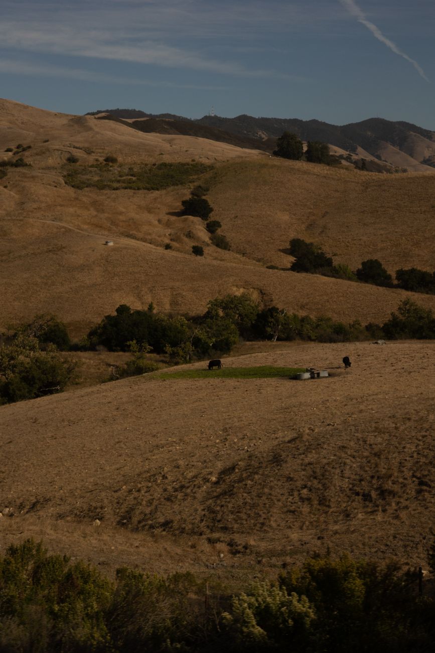 A desiccated hillside in Northern California during dry season, illustrating the soil conditions that kill newly planted seedlings before they establish roots.