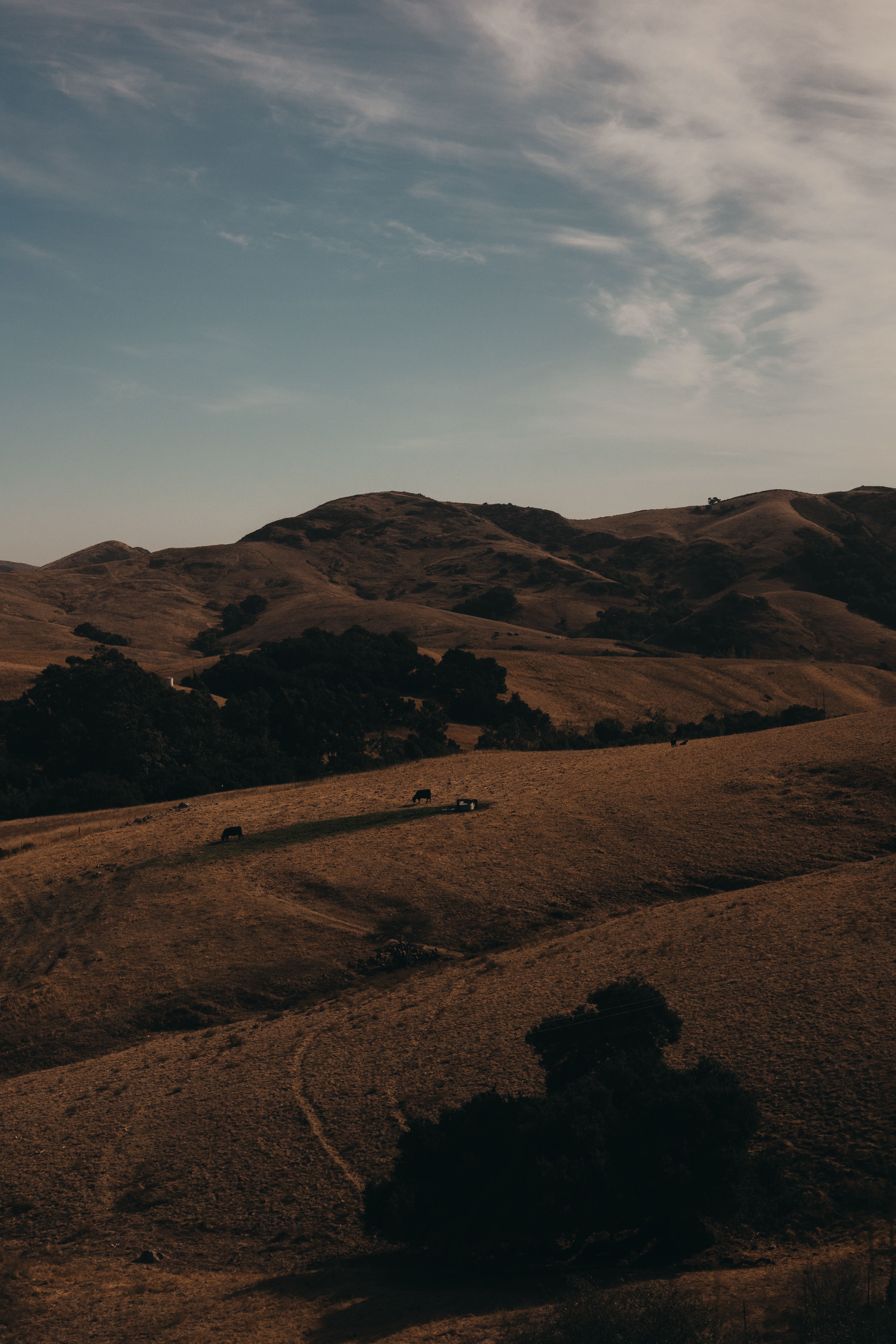 Serene Hillside Landscape in Golden Hour Light · Free Stock Photo
