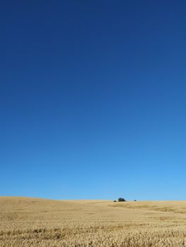 Expansive wheat field with clear blue summer sky, perfect for agricultural themes.
