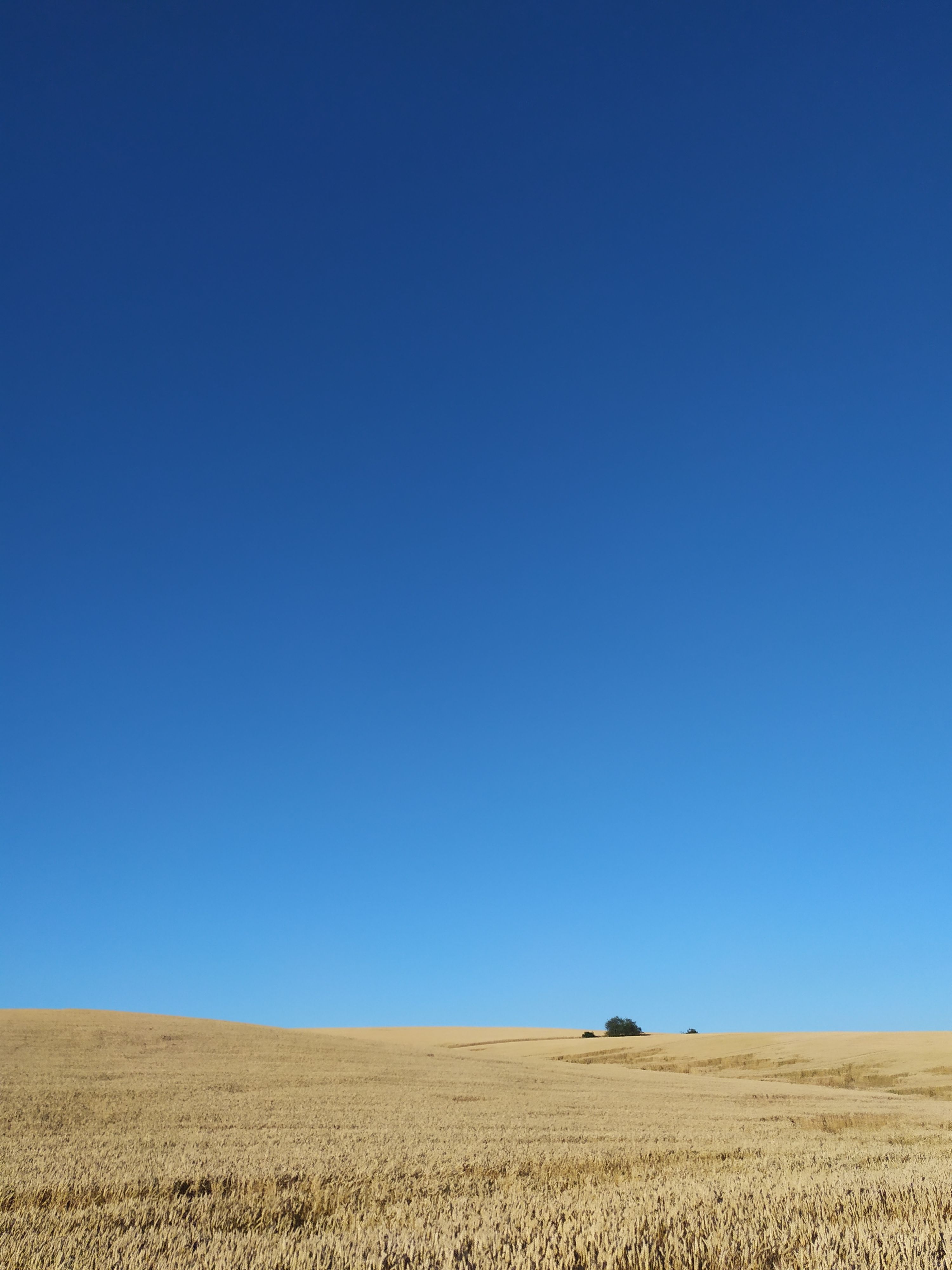 Vast Golden Wheat Field Under Clear Blue Sky · Free Stock Photo