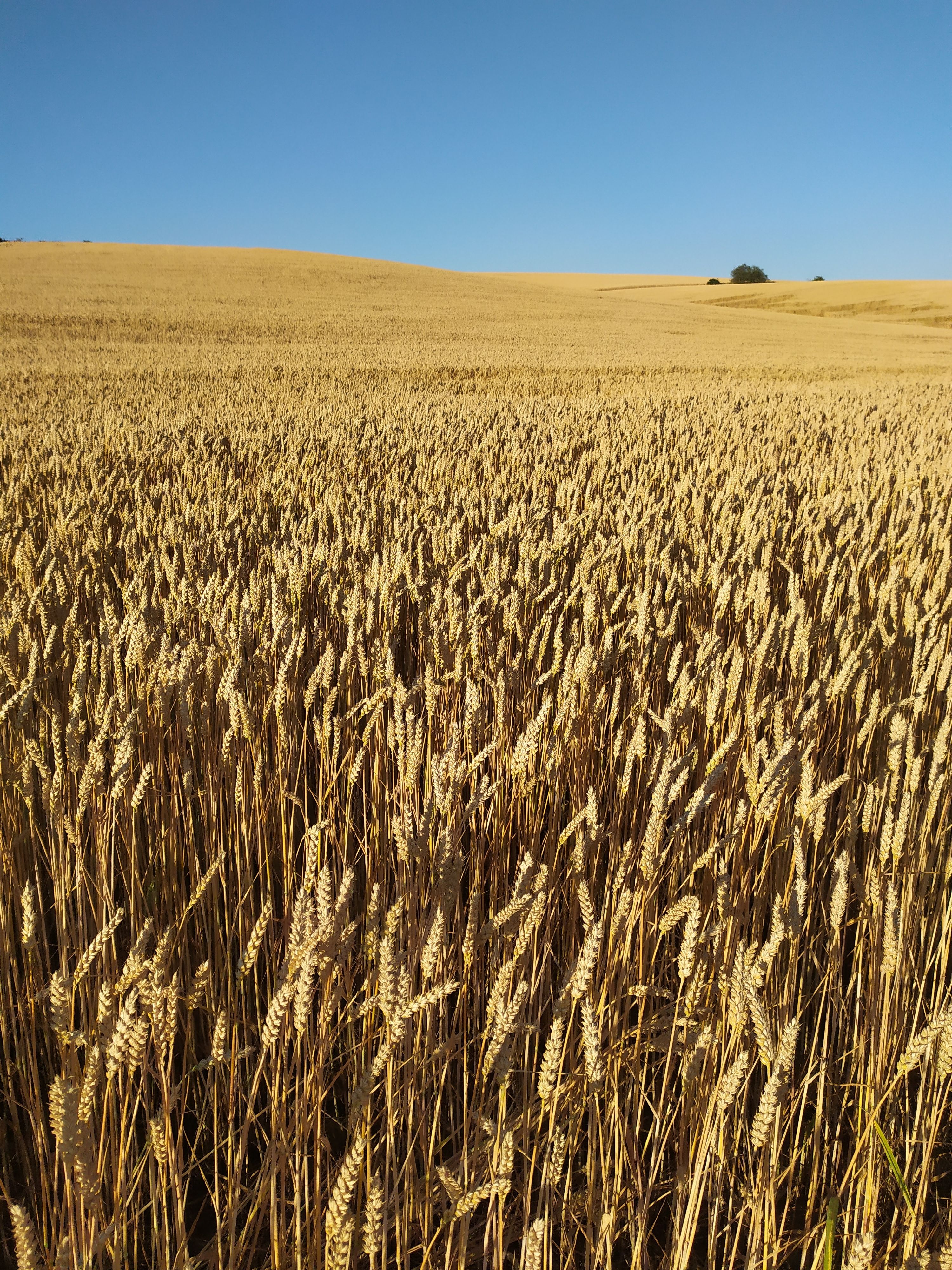 Golden Wheat Field Under Clear Blue Sky · Free Stock Photo