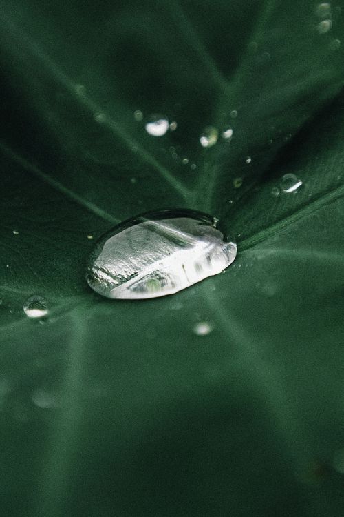 Free Crystal clear water droplet on a green leaf in a lush setting in Breves, Brazil. Stock Photo