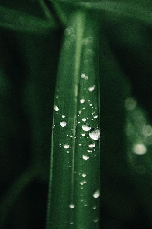 Free Macro shot of fresh dew drops on a green leaf in Breves, Brazil. Stock Photo
