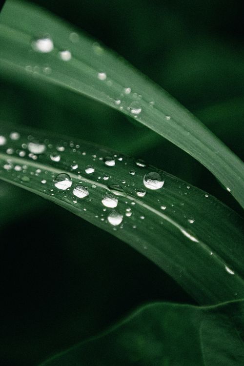 Free Macro shot of fresh dew on green leaves in Breves, Brazil's lush landscape. Stock Photo