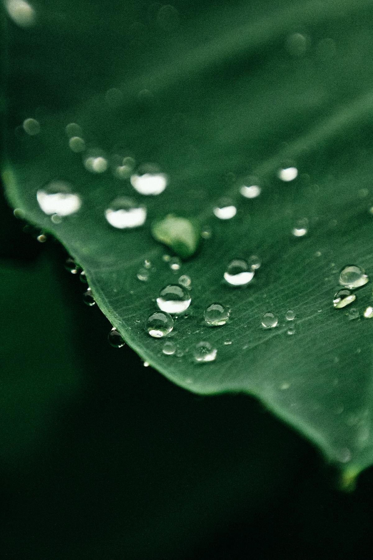 Close-up van een groen blad met waterdruppels, symbool voor natuur en duurzaamheid.