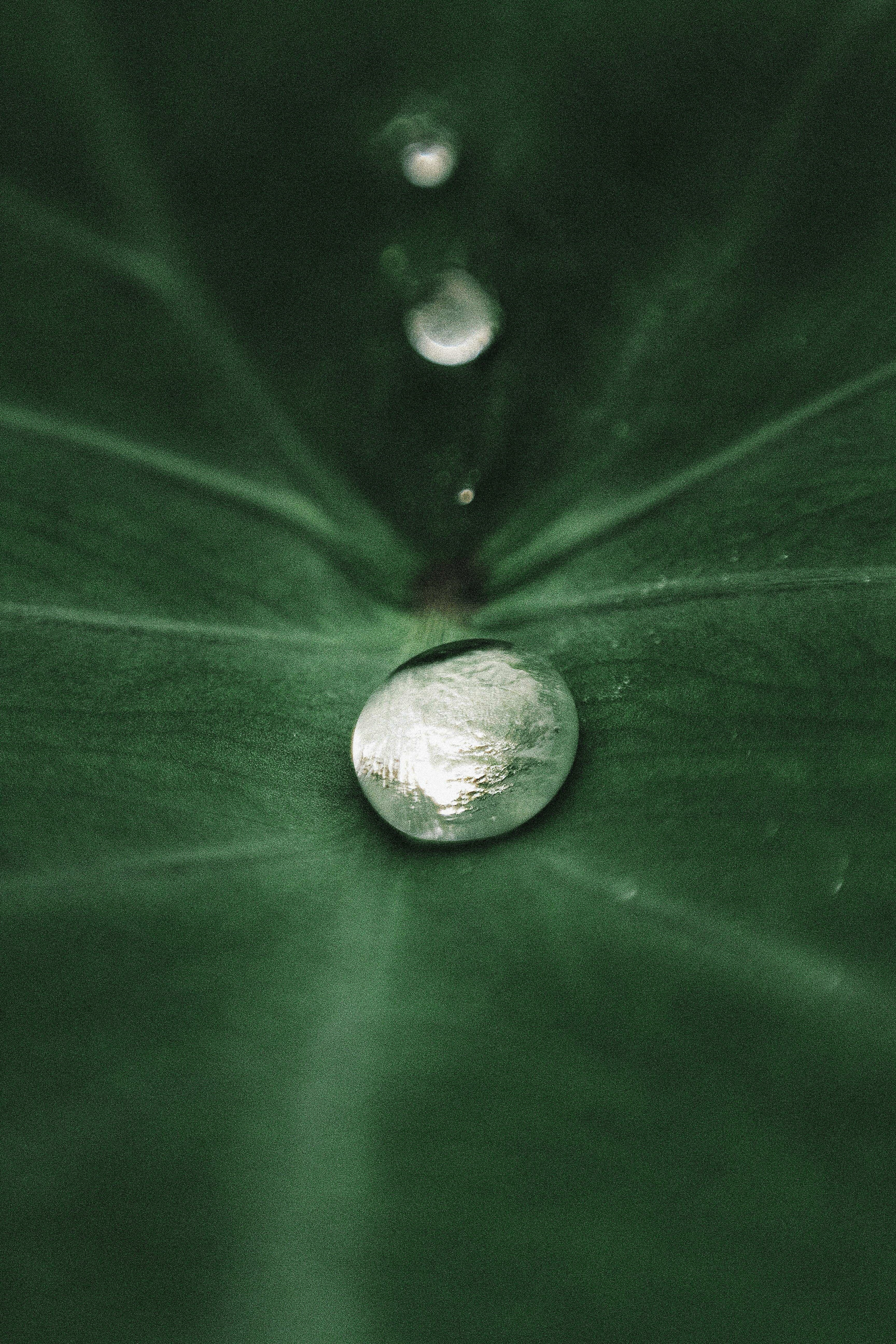 raindrop on leaf in breves brazil close up