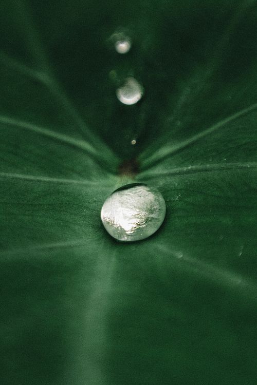 Free A close-up of a water droplet on a green leaf, captured in Breves, Brazil. Stock Photo
