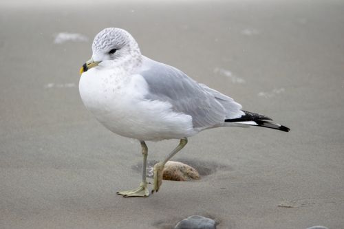 Free Close-up of a Ring-Billed Gull standing on the sandy beach of Narragansett, Rhode Island. Stock Photo