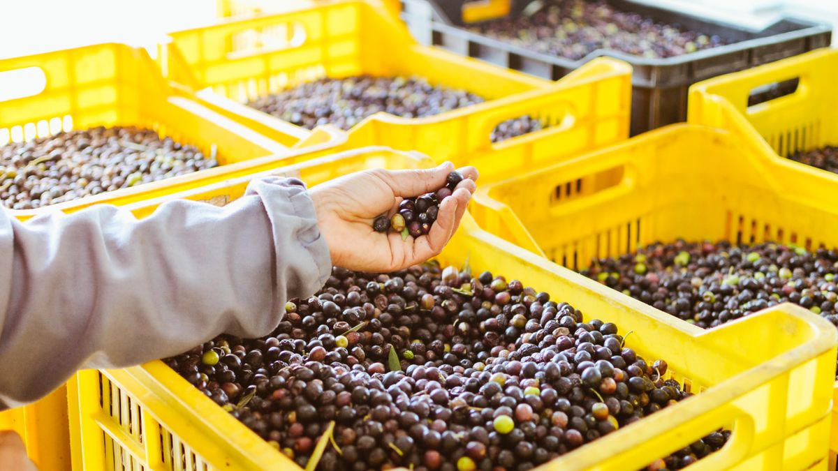 Les secrets des marchés de producteurs en Camargue : une expérience authentique - illustration