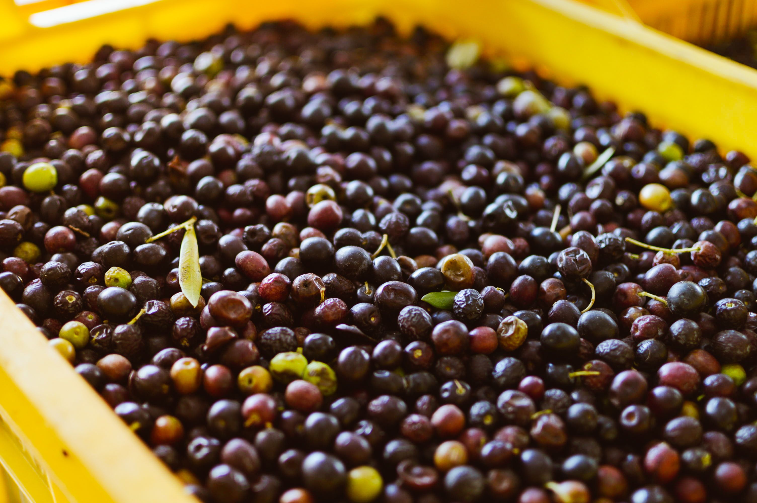 Close-up of freshly harvested black olives in a yellow bin, ready for processing. - Evidence evidence guide for olive leaf extract cholesterol randomized trial