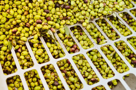 Vibrant assortment of green olives in a processing crate, ready for sorting.