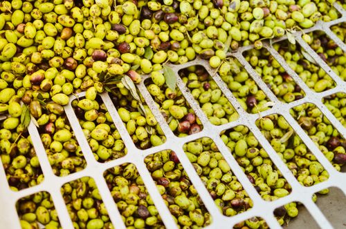 Free Vibrant assortment of green olives in a processing crate, ready for sorting. Stock Photo