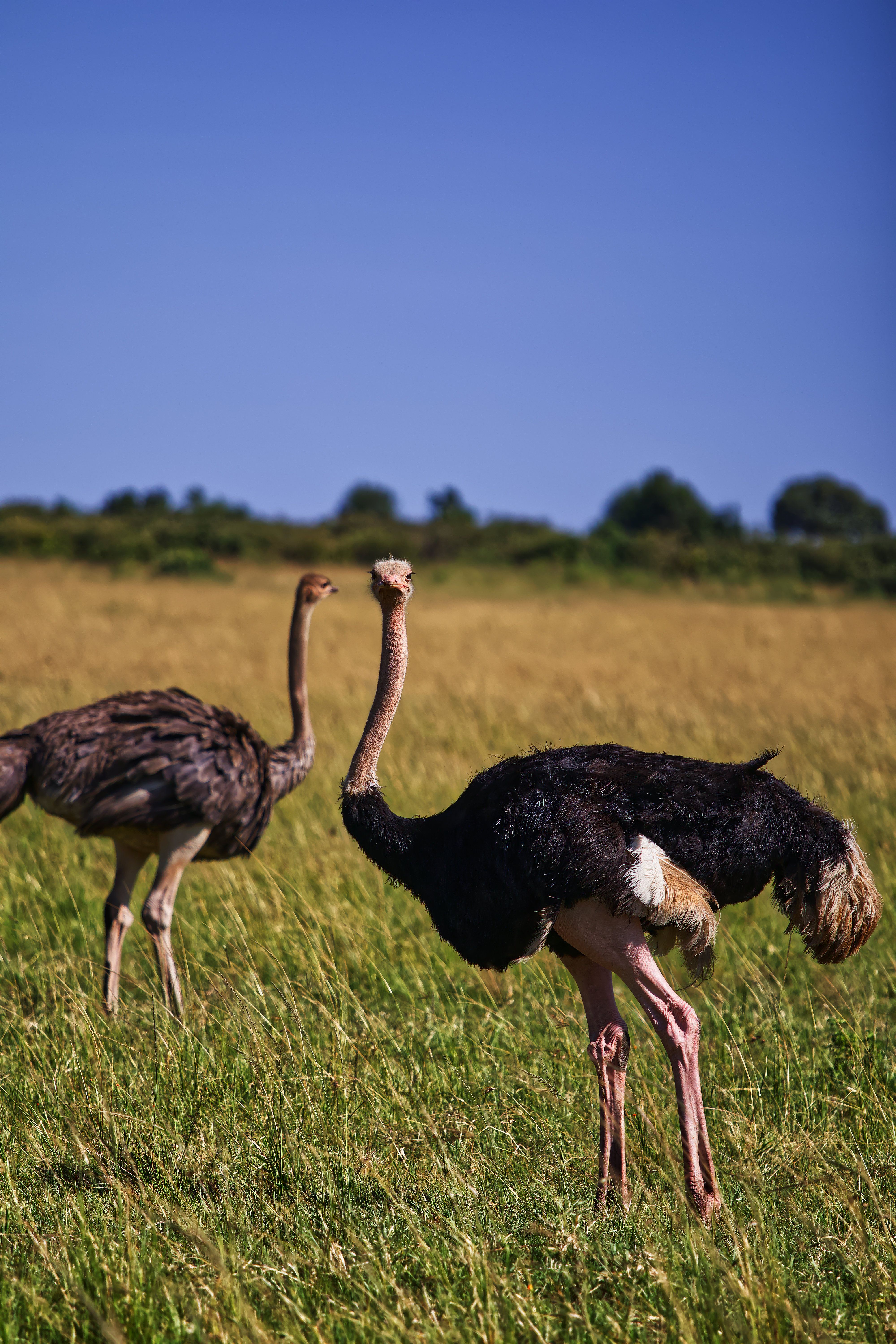 Two ostriches grazing in the savannah of Kenya. Vibrant wildlife scene.