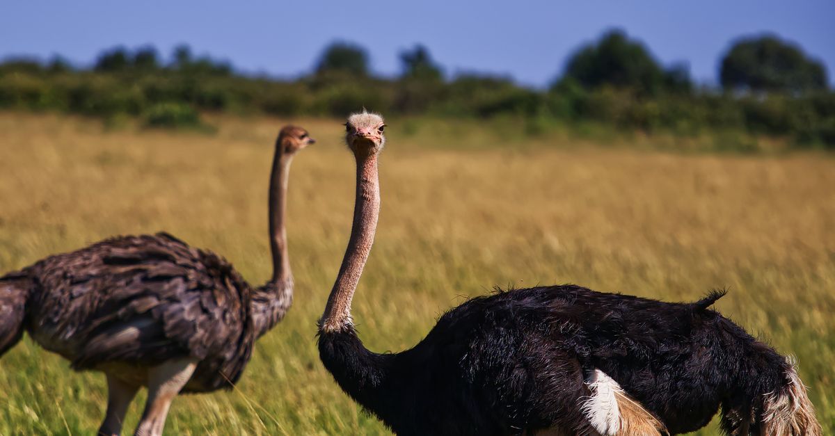 Qué sonidos de aves resultan más placenteros para el oído humano Qué sonidos de aves resultan más placenteros para el oído humano