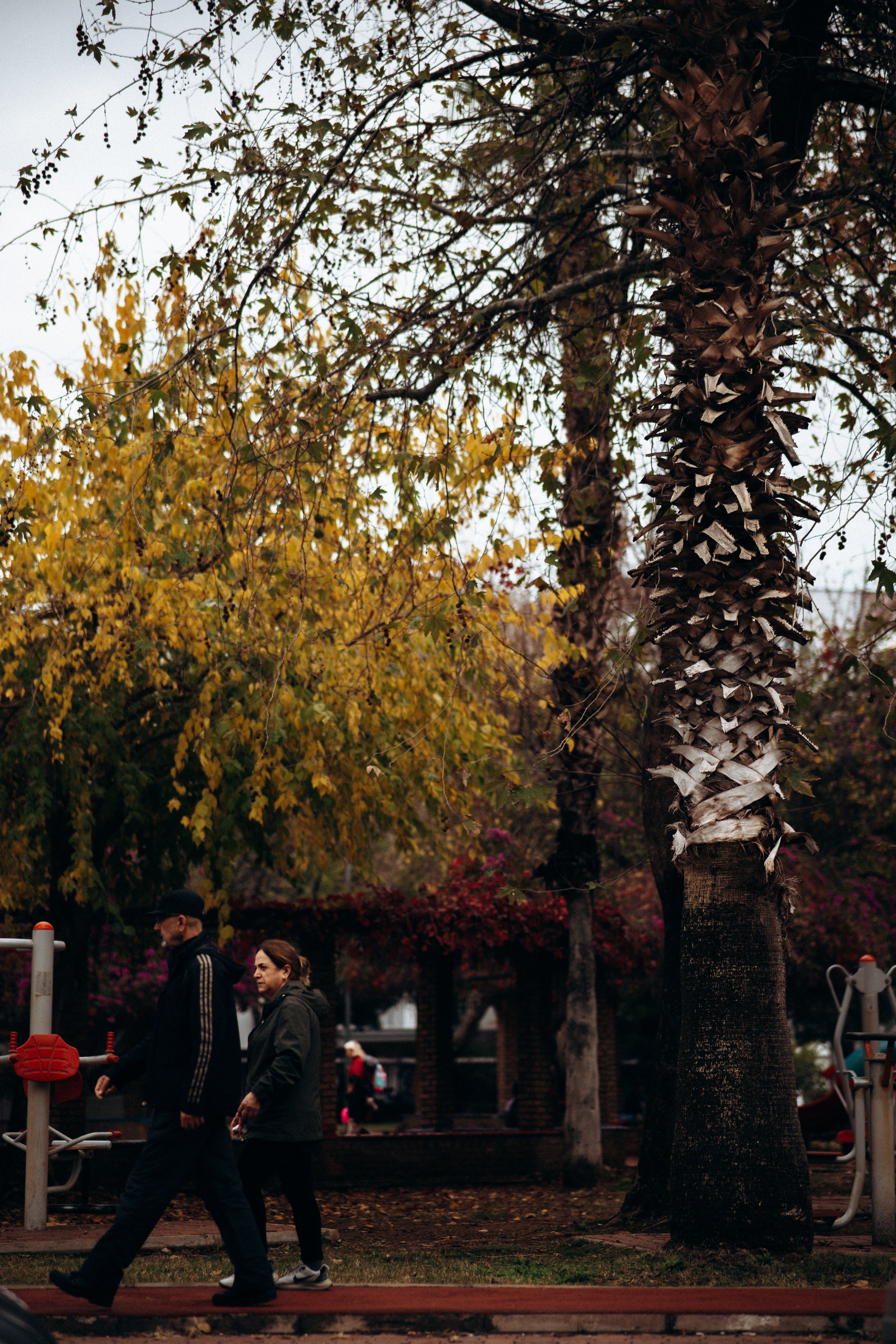 Autumn Stroll in a Leafy Urban Park · Free Stock Photo