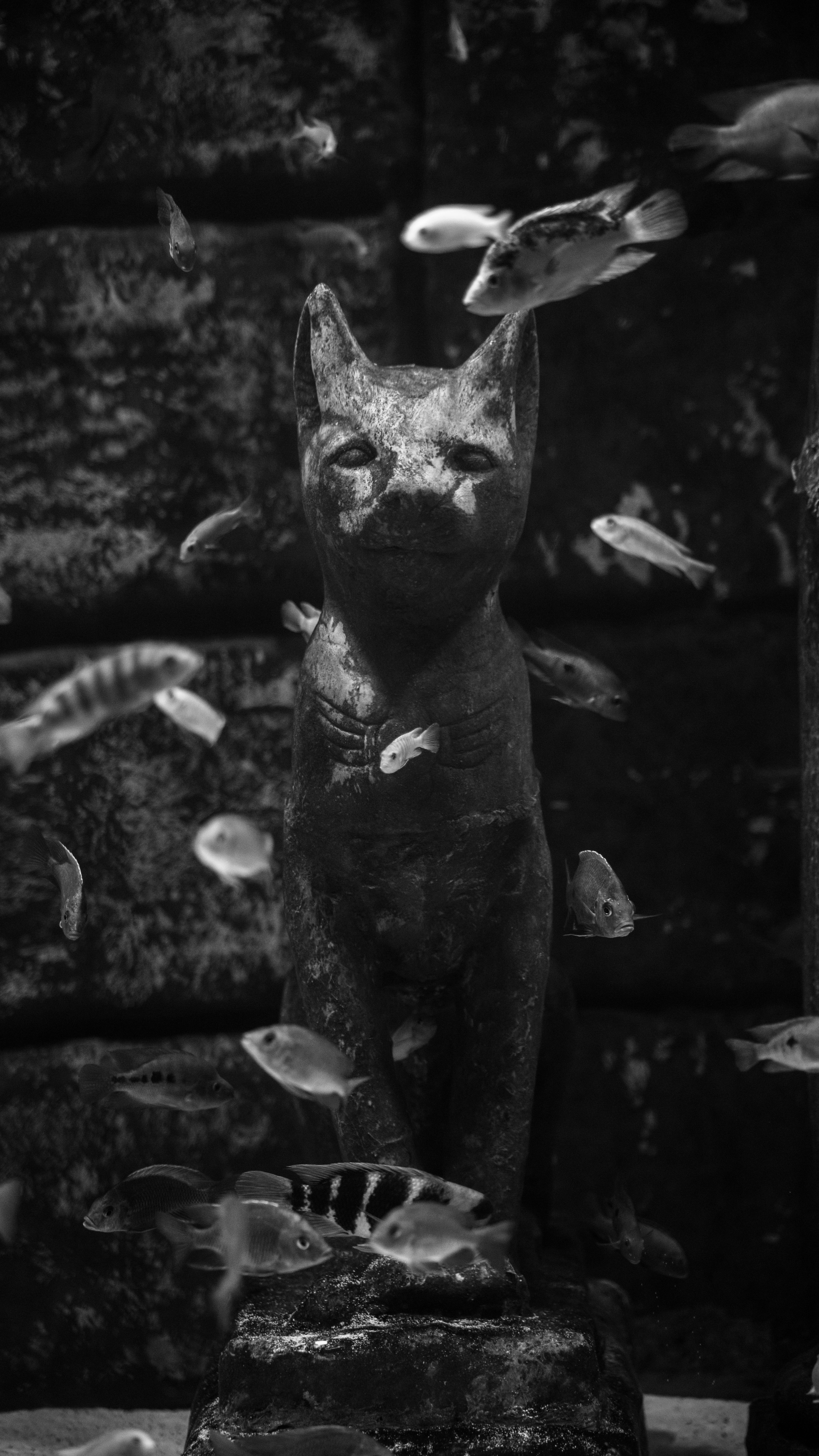 Fotomural Estatua de gato vintage en un ambiente submarino rodeada de peces, capturada en monocromo.