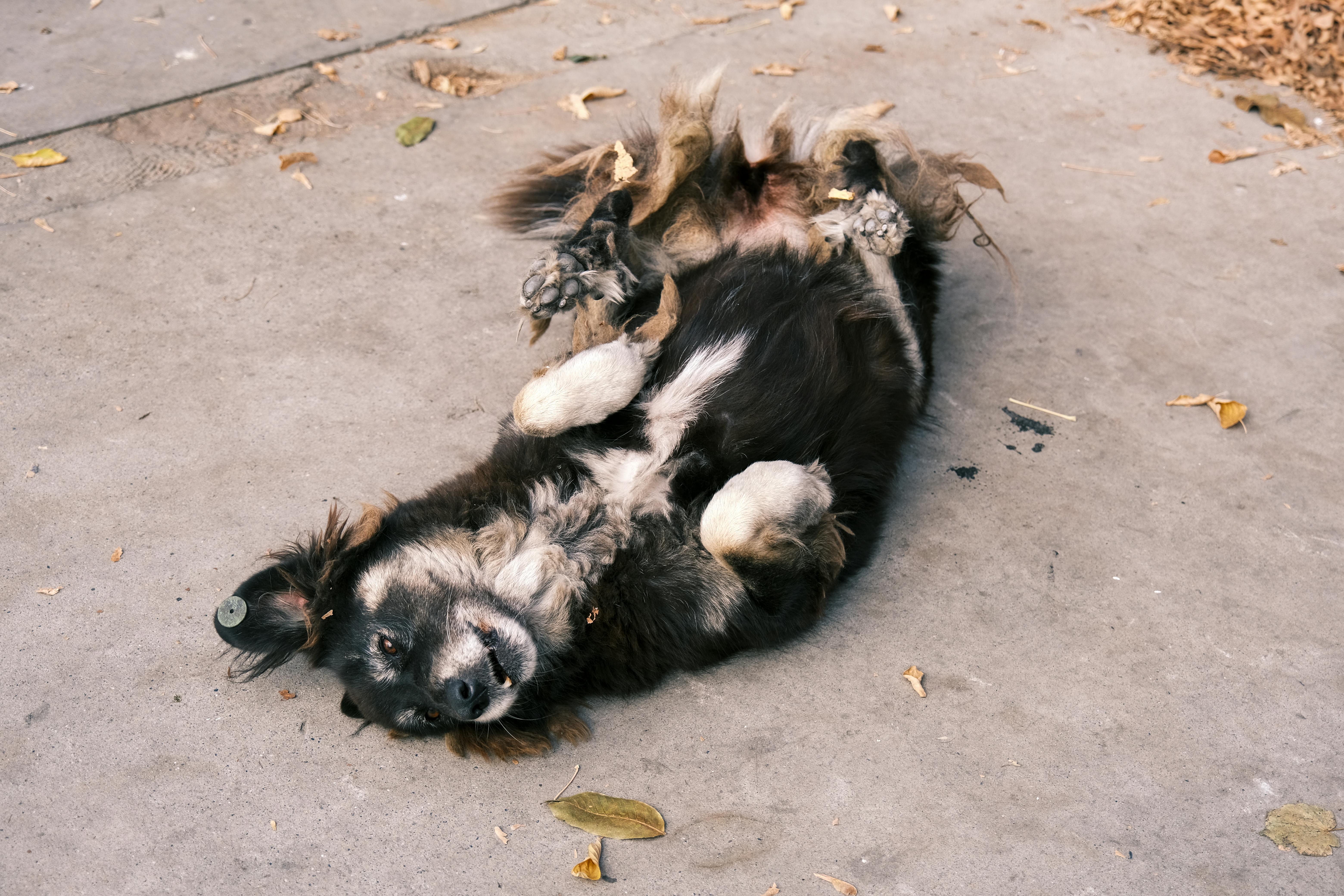 A playful dog rolling on the concrete ground surrounded by fallen leaves.