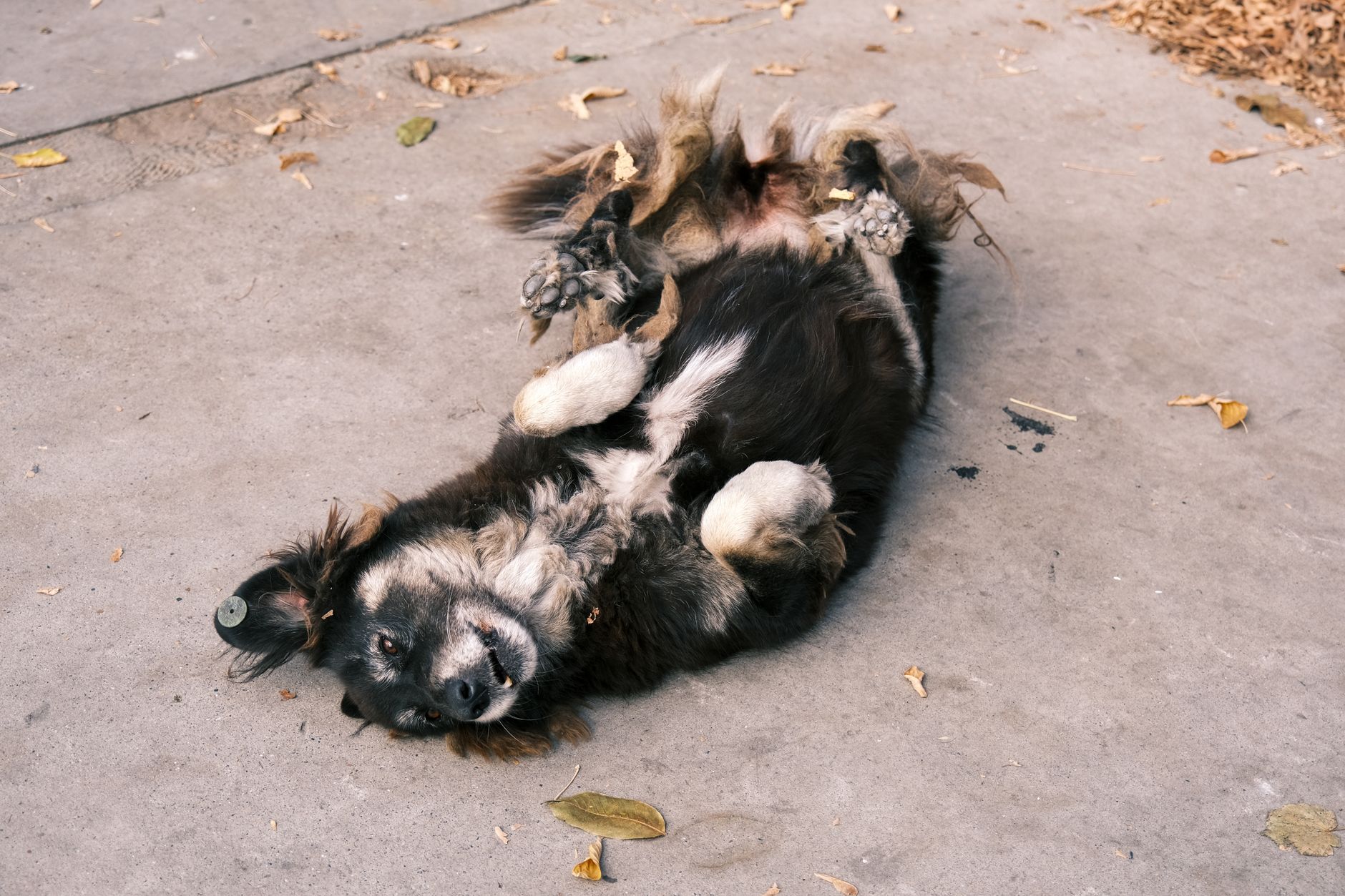A dog undergoing diagnostic blood testing at a veterinary clinic