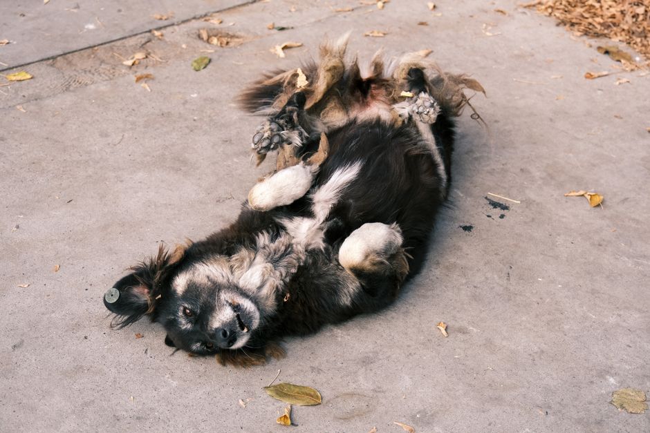 A playful dog rolling on the concrete ground surrounded by fallen leaves.