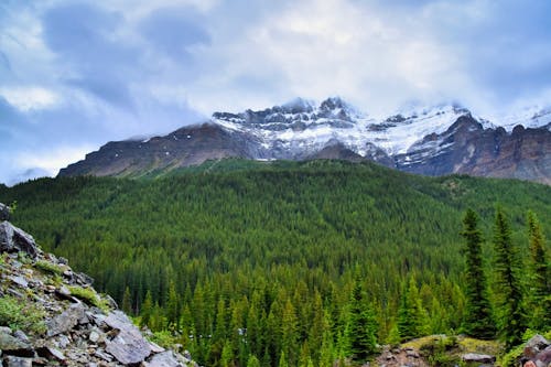grátis Floresta Visualizando Montanha Sob Céus Branco E Azul Foto profissional