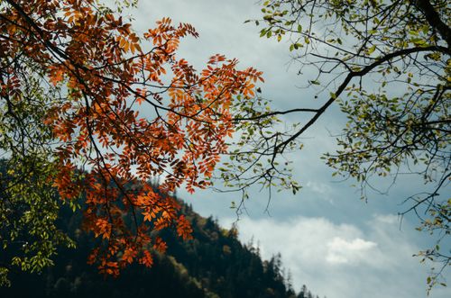 Free Vibrant autumn leaves with a mountain backdrop, showcasing nature's seasonal beauty. Stock Photo