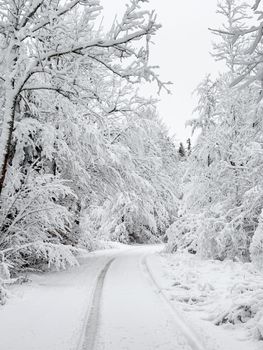 Peaceful snowy road through a forest covered in pristine white snow during winter.