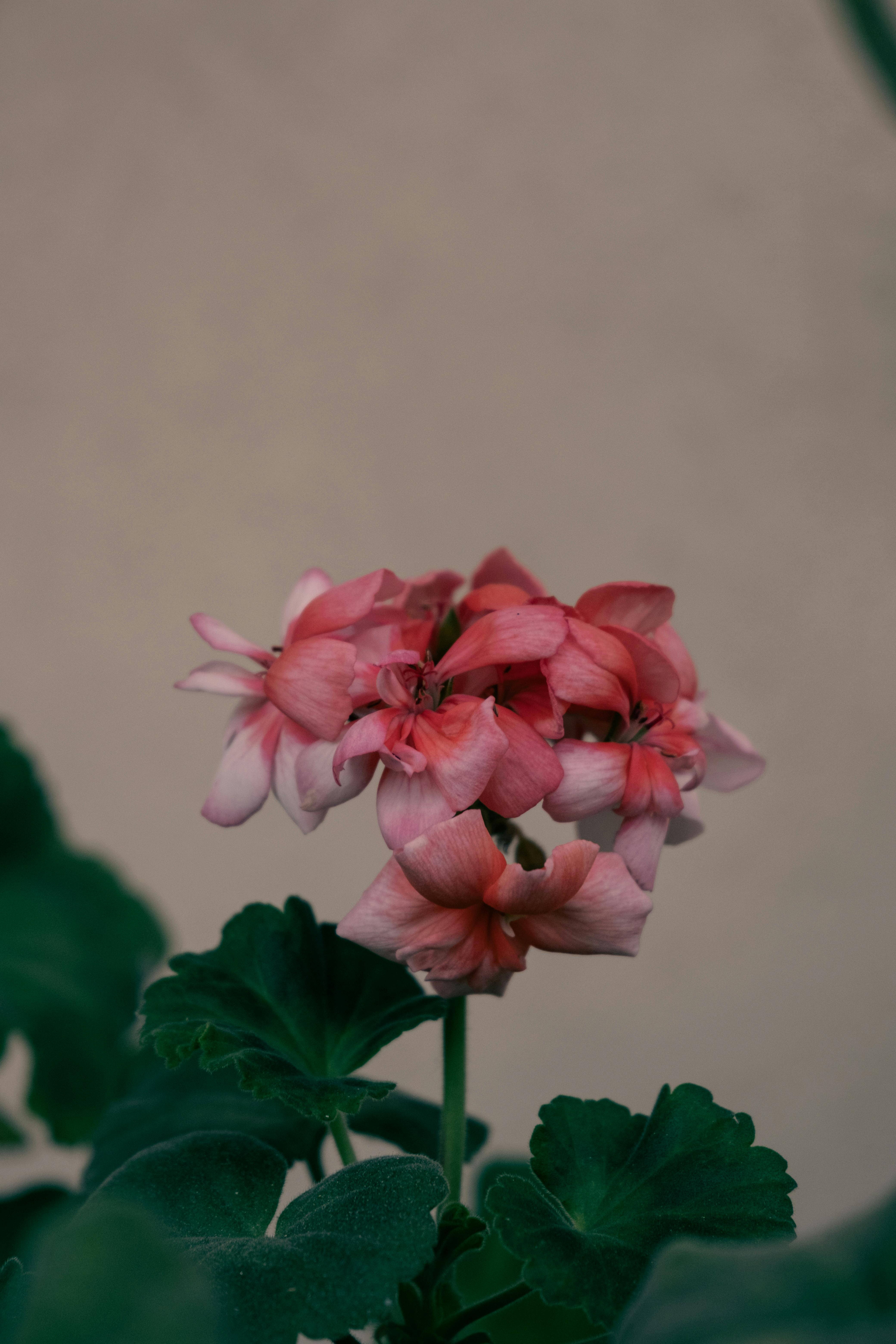 [ColoSach]-a-vibrant-pink-geranium-flower-in-full-bloom-with-rich-green-leaves-against-a-soft-background.