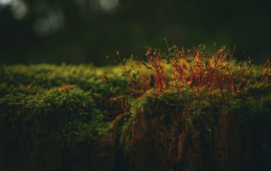 A detailed view of vibrant moss and red sporophytes growing on a forest log.