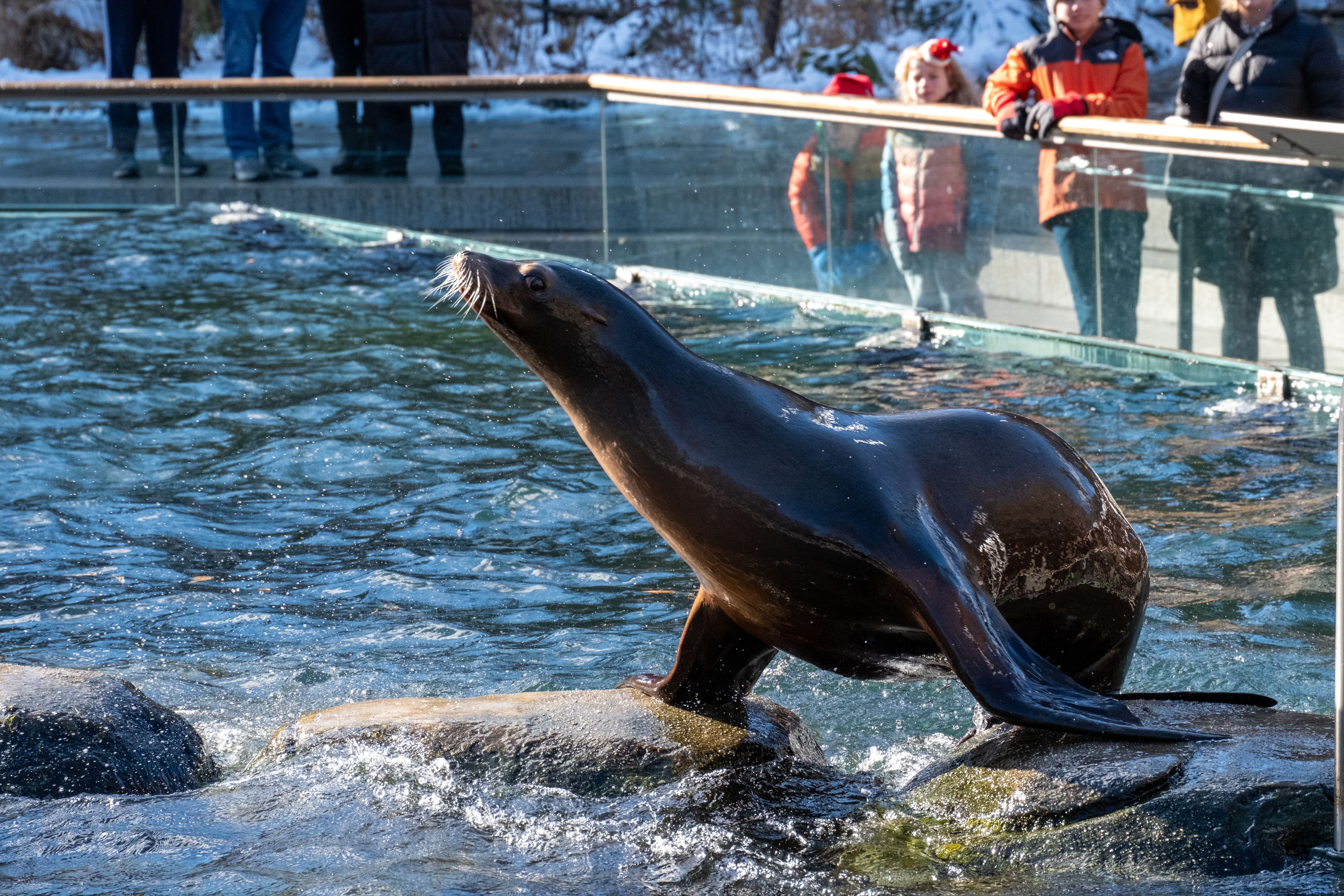 Interaction with Sea Lions