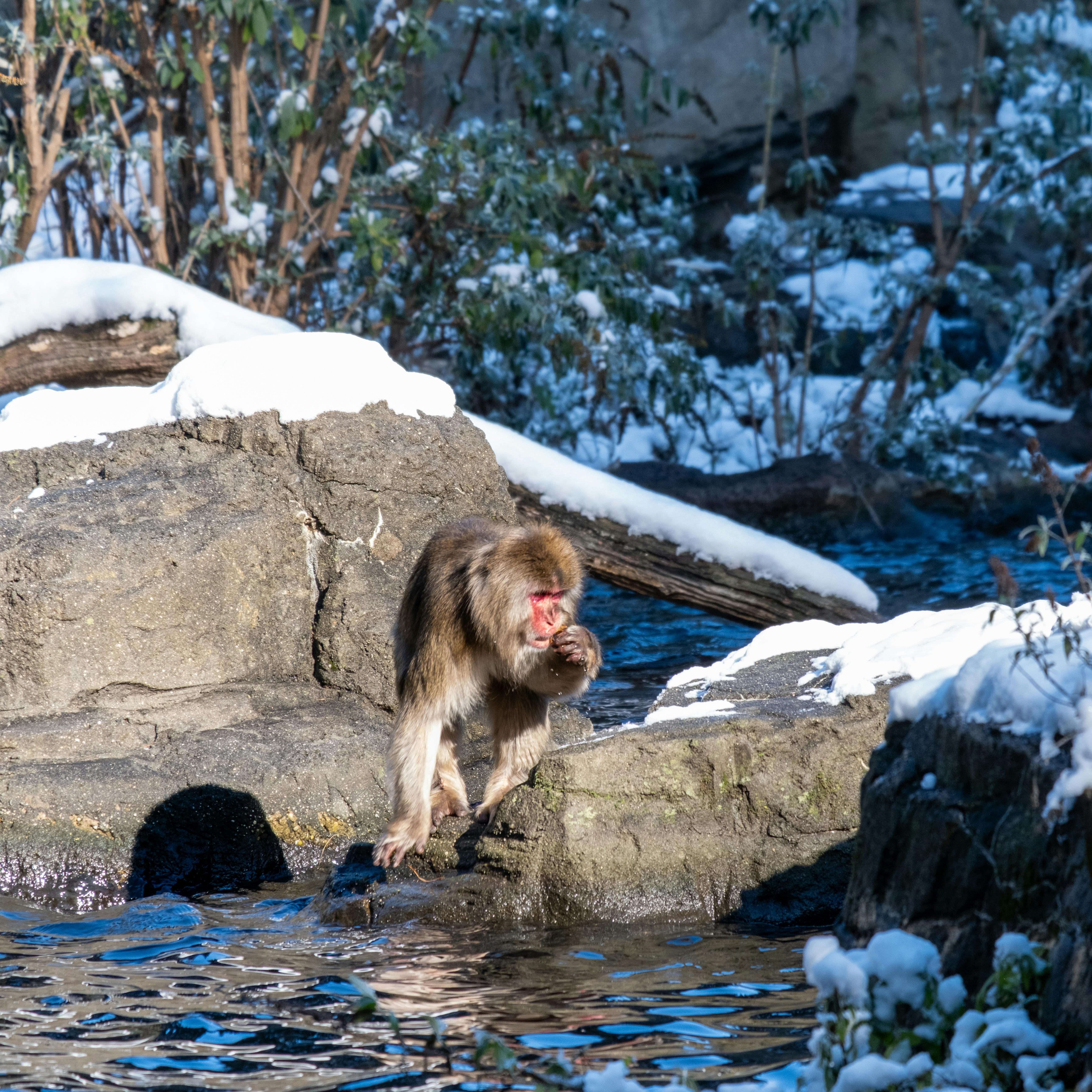 Snow Monkey in Winter Habitat at New York Zoo · Free Stock Photo