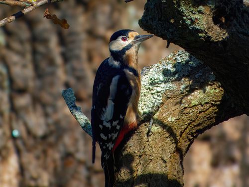 Free Detailed image of a Great Spotted Woodpecker perched on a tree trunk in a natural setting Stock Photo