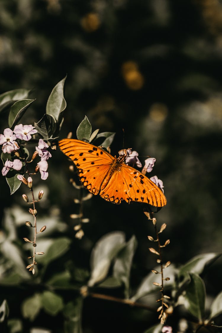 Close Up Photo Of Butterfly 