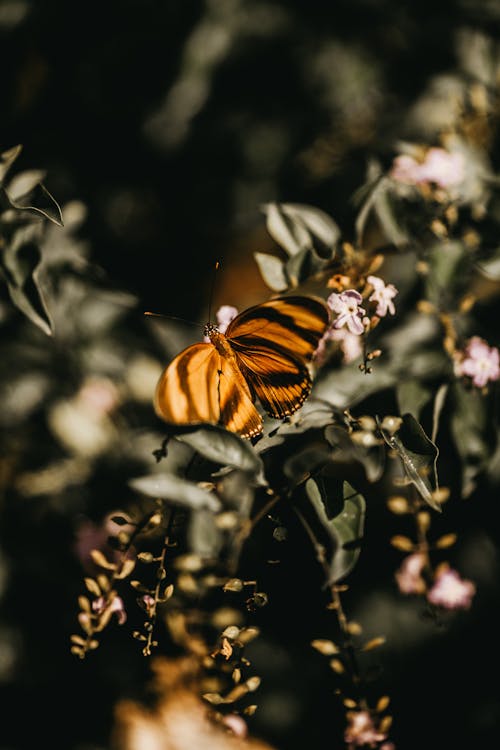 Free Close-Up Photo of Butterfly Stock Photo