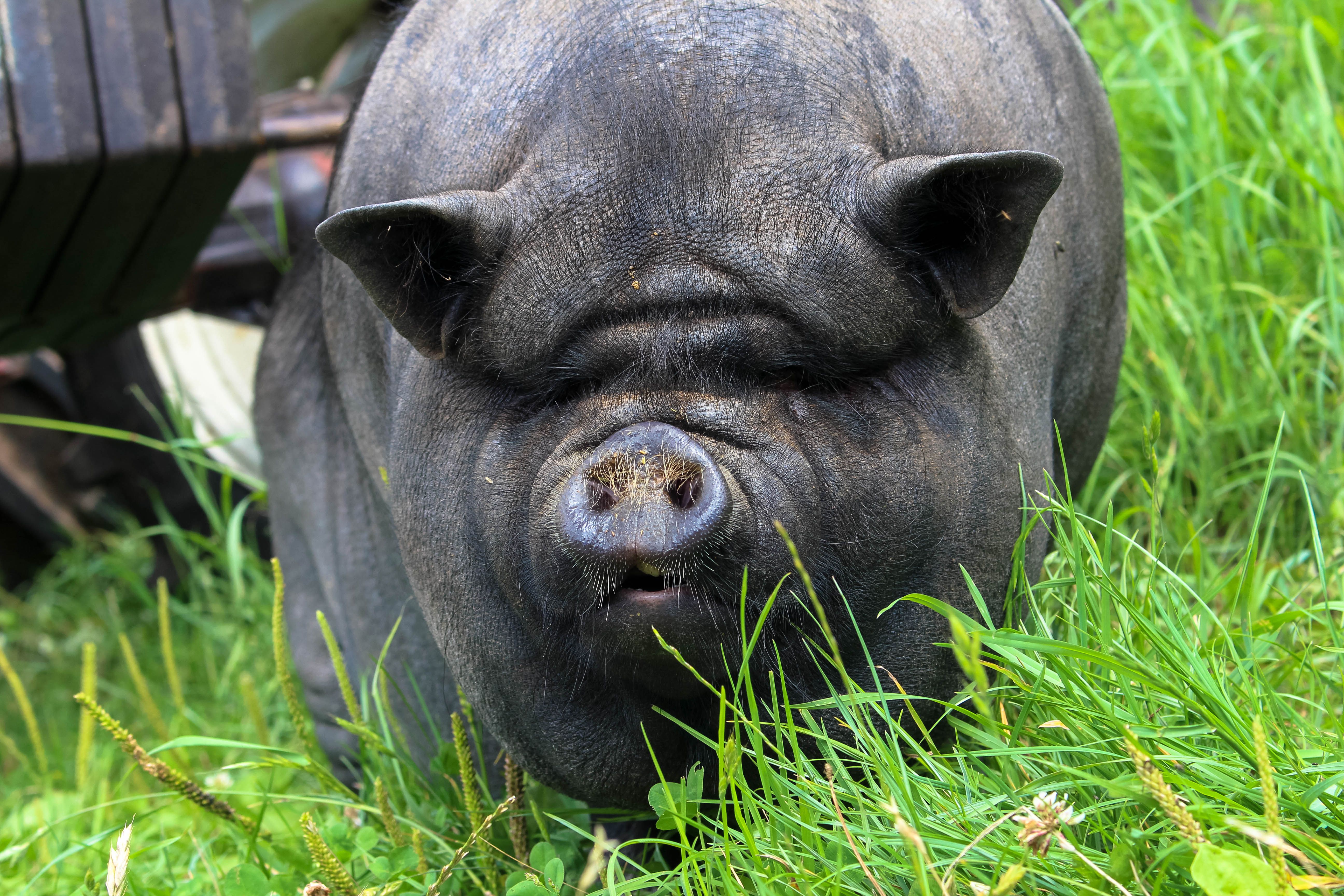 A Vietnamese Pot-bellied pig grazing in a lush green field, in a rural outdoor setting.