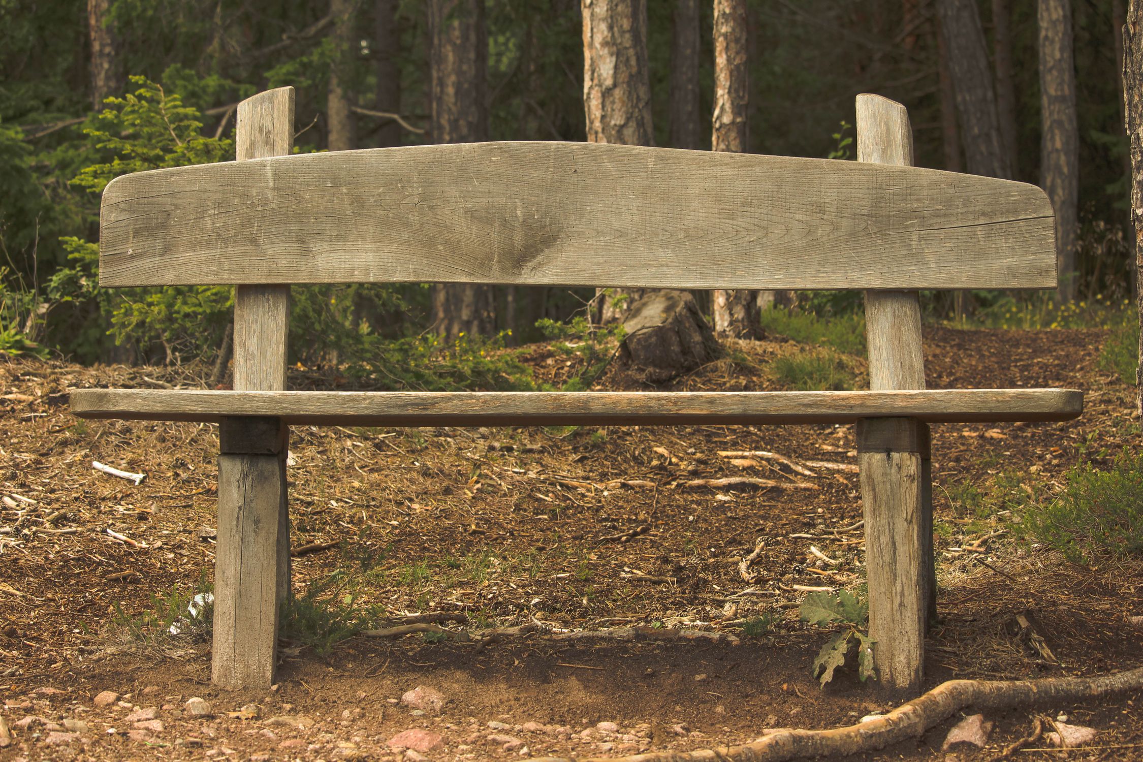 Rustic Wooden Bench in Forest Setting · Free Stock Photo