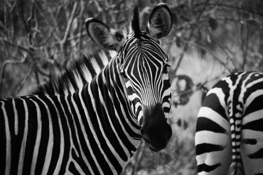 Striking black and white close-up portrait of a zebra in its natural habitat.