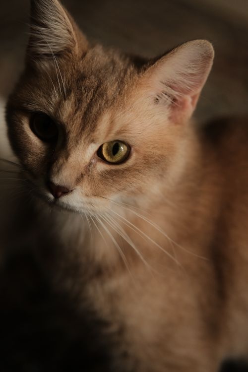 Free Close-up portrait of a domestic cat with warm lighting, showcasing its captivating eyes. Ideal for animal lovers. Stock Photo