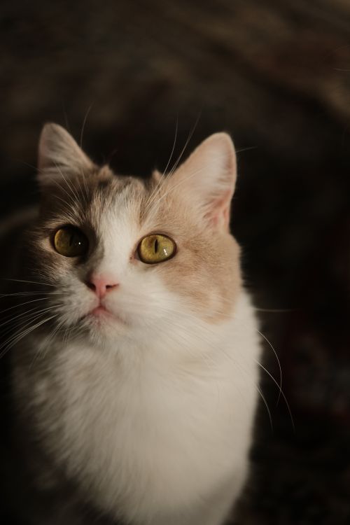 Free A charming cat gazes upwards with captivating yellow eyes in warm indoor lighting, perfect for pet lovers. Stock Photo