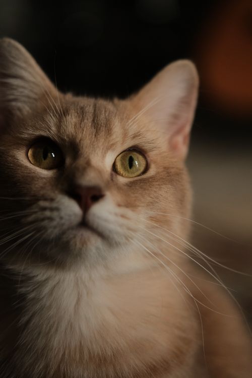 Free A captivating close-up portrait of a curious cat with striking green eyes. Stock Photo