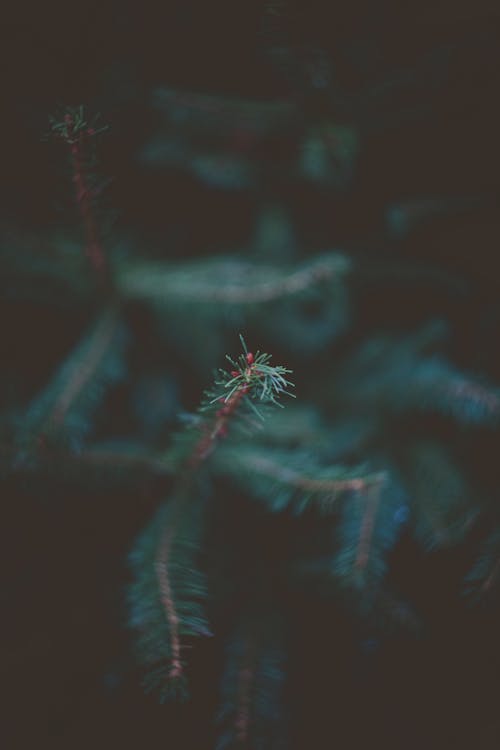 Free stock photo of 4k wallpaper, close up, colors, conifer, dark,  environment, fir, focus, green, growth, leaves, nature, outdoors