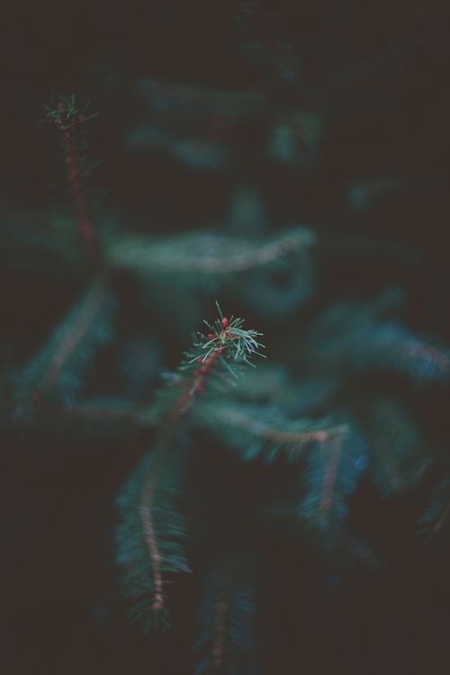Free Dark and atmospheric close-up of evergreen foliage with a shallow depth of field. Stock Photo