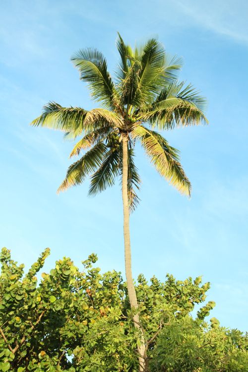 Free Vibrant coconut palm tree reaching into the clear Miami sky, symbolizing tropical tranquility. Stock Photo