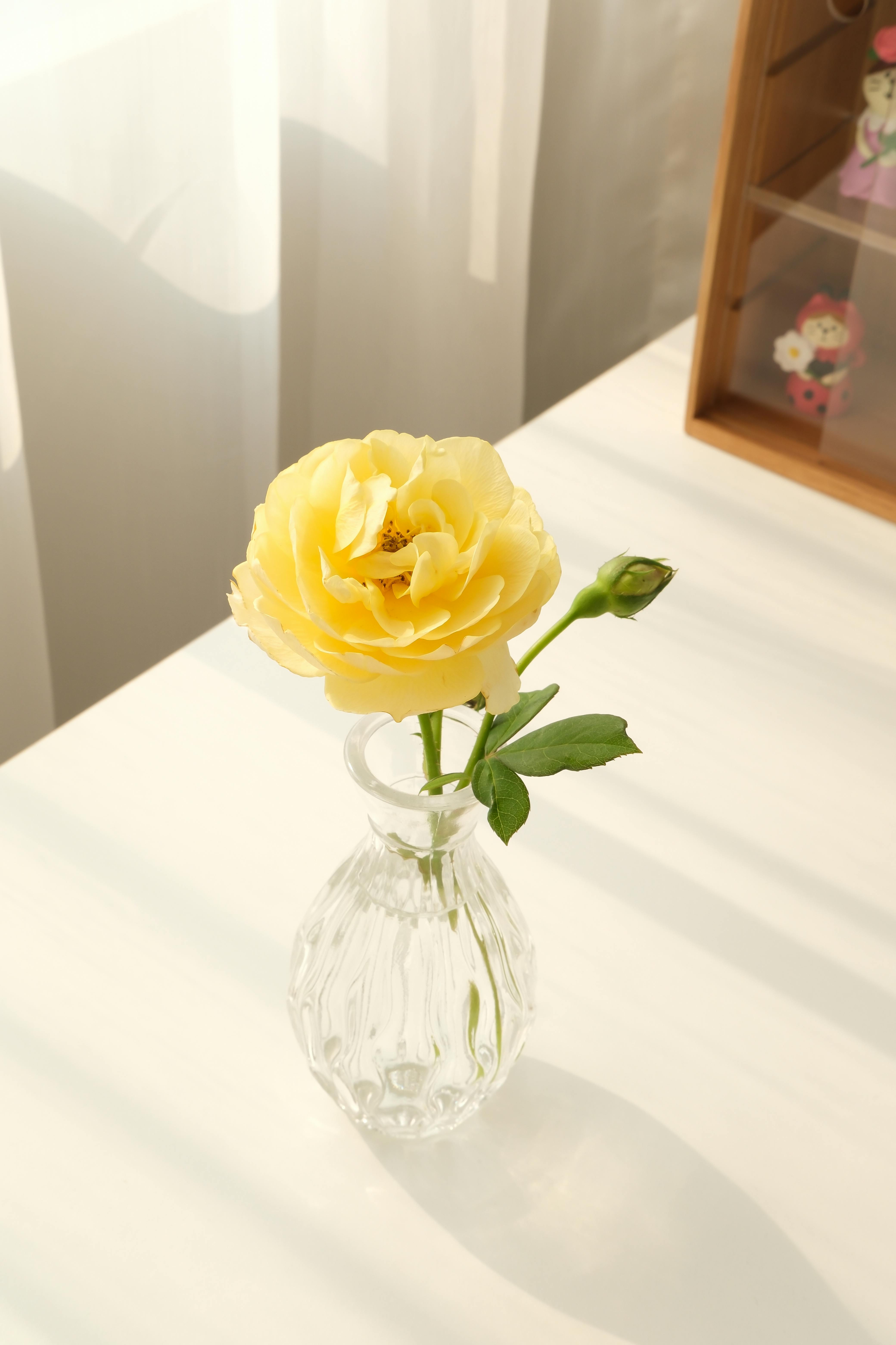 A single yellow rose in a glass vase illuminated by soft natural sunlight indoors.