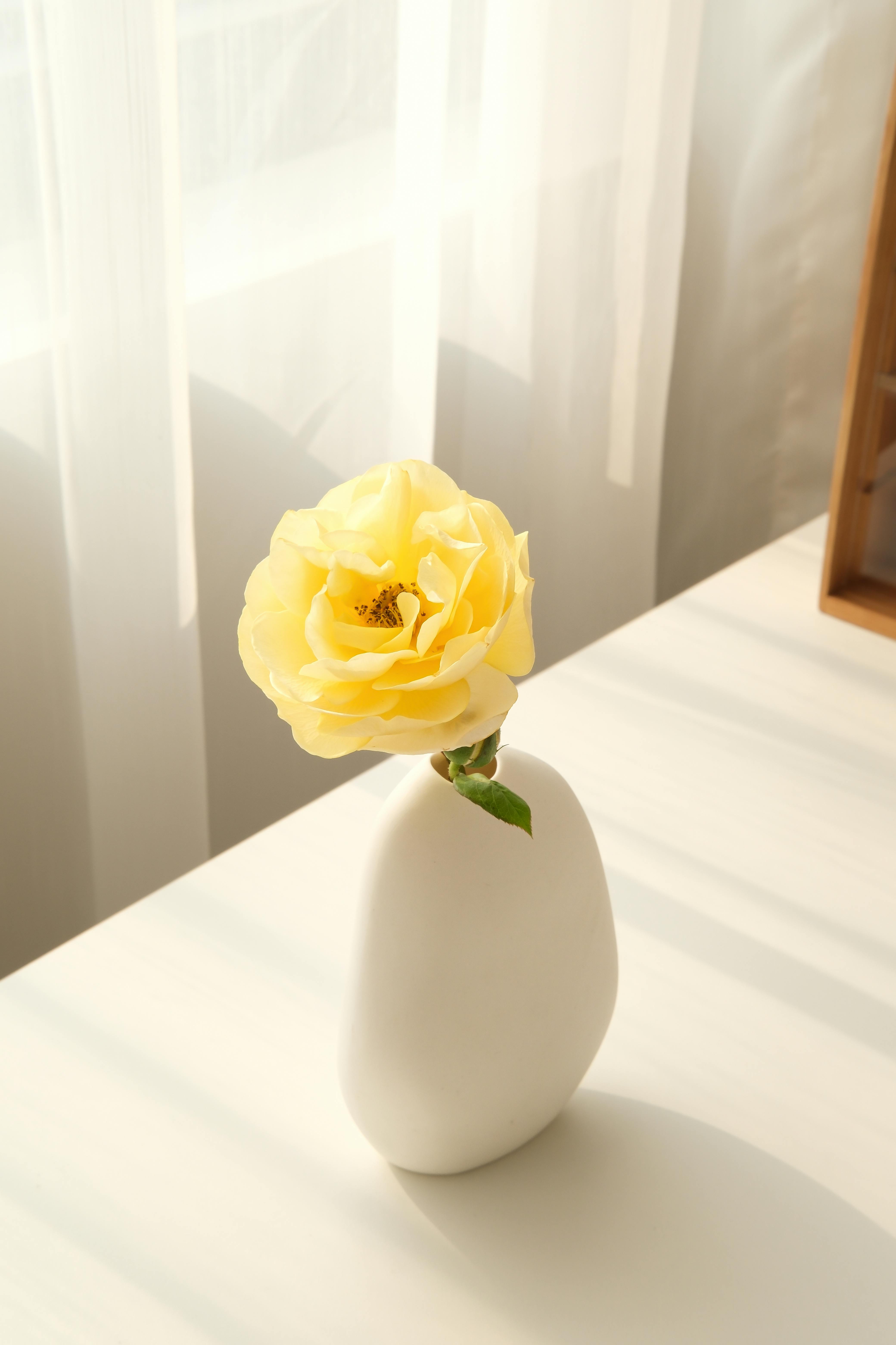 A single yellow rose in a minimalist white vase on a sunlit white table.