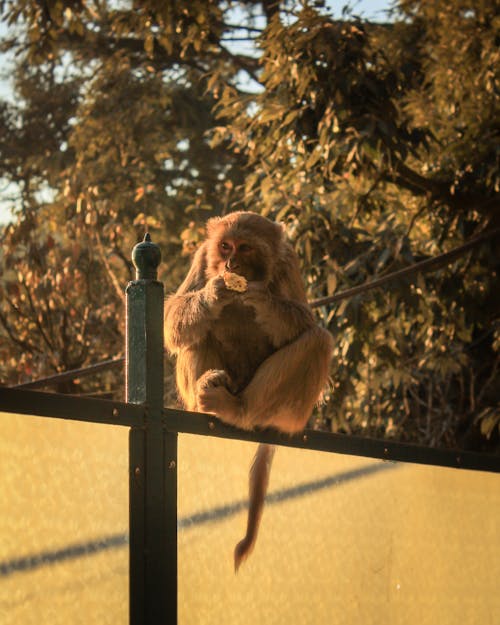 Brown Monkey Eating Food