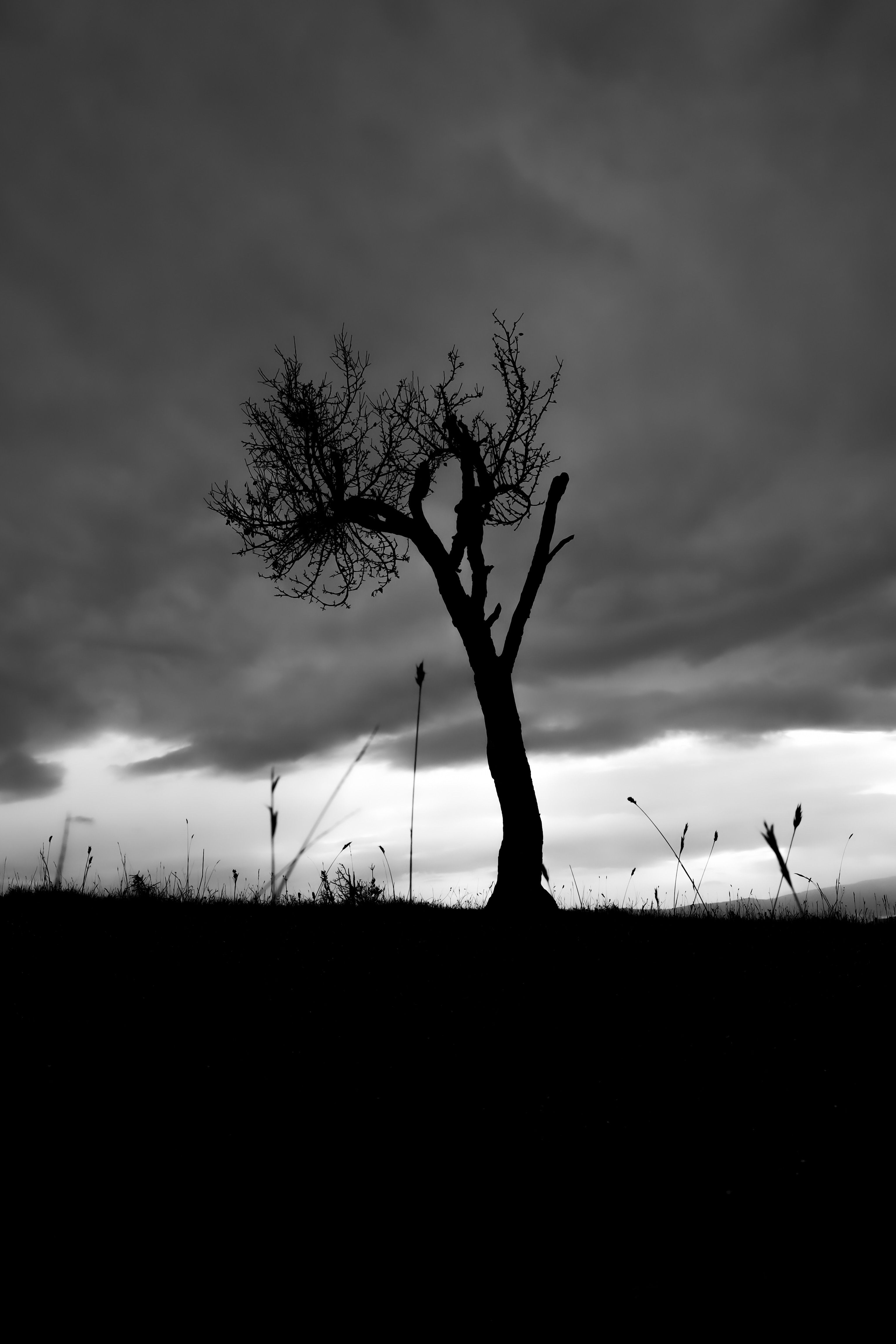 Dramatic Silhouette of Lone Tree Against Moody Sky · Free Stock Photo
