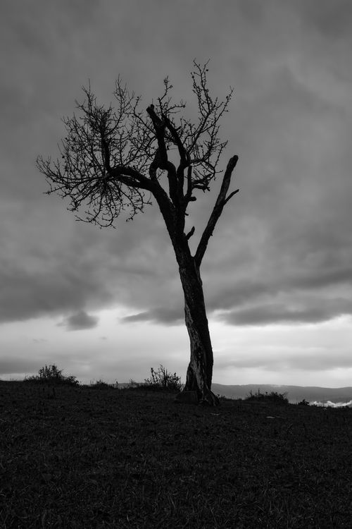 Free Monochromatic view of a solitary tree against foggy skies in Bolu, Türkiye. Stock Photo